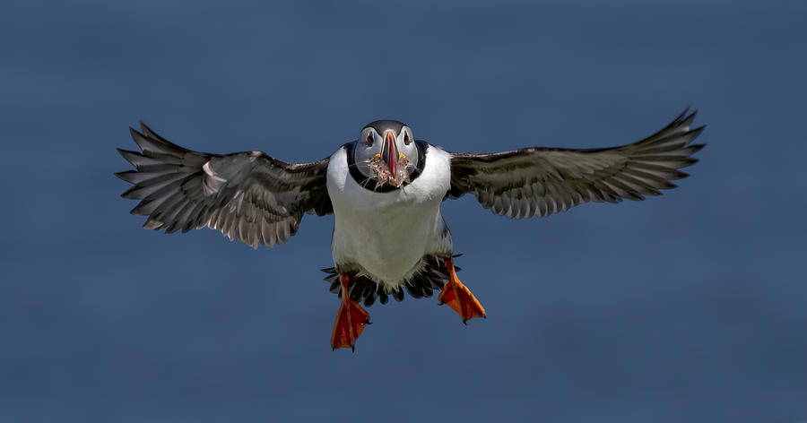 Puffin Photograph - Successful Fishing Trip !! by Alfred Forns
