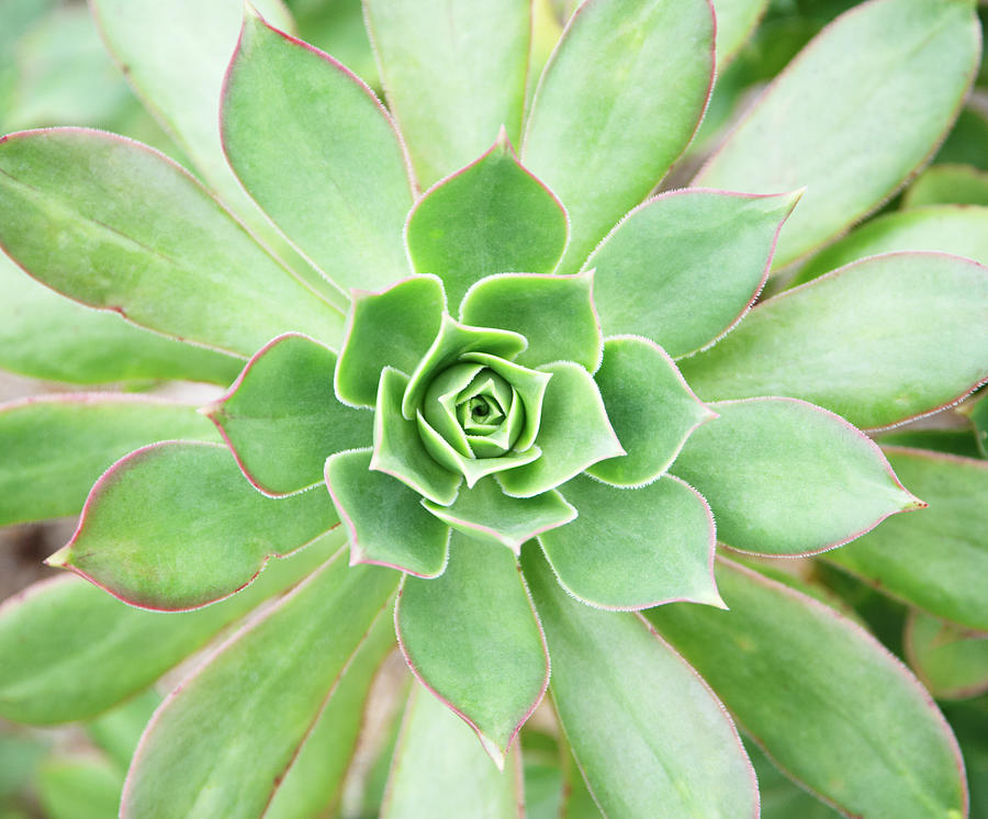 Succulent Aeonium Urbicum, Close-up Photograph by Liz Whitaker