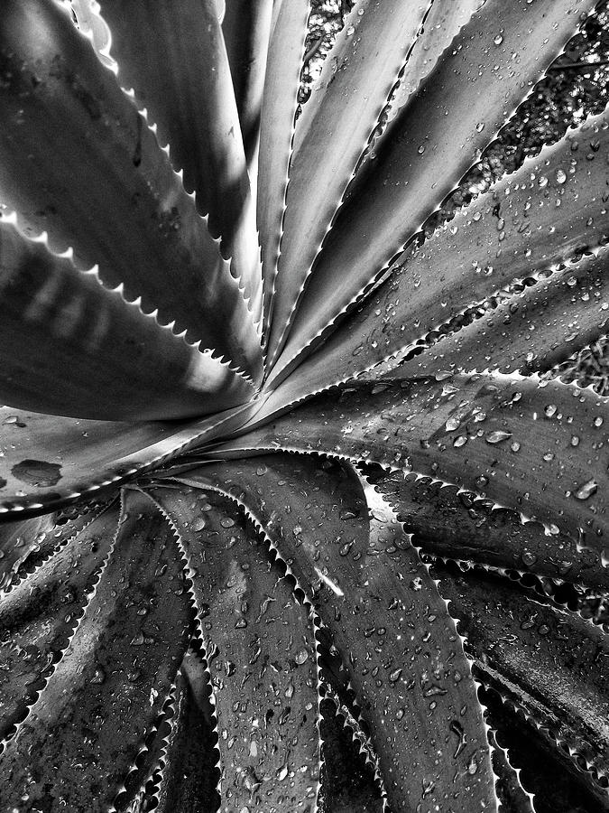Succulent Aloe Photograph by Photo By Dasar