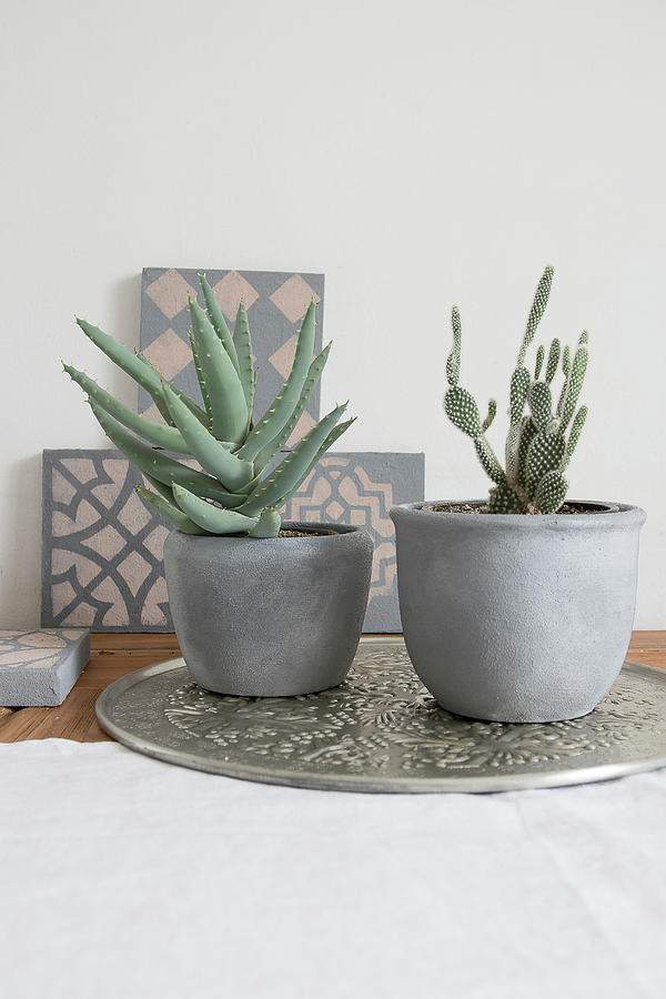 Succulent And Cactus In Cache Pots Painted With Concrete Paint Photograph by Astrid Algermissen