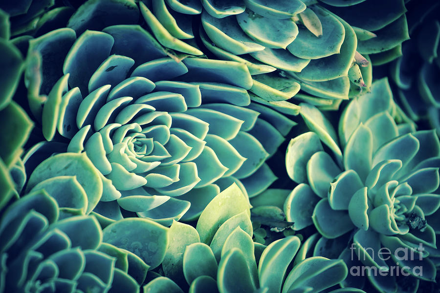 Succulent Photograph by Becqi Sherman