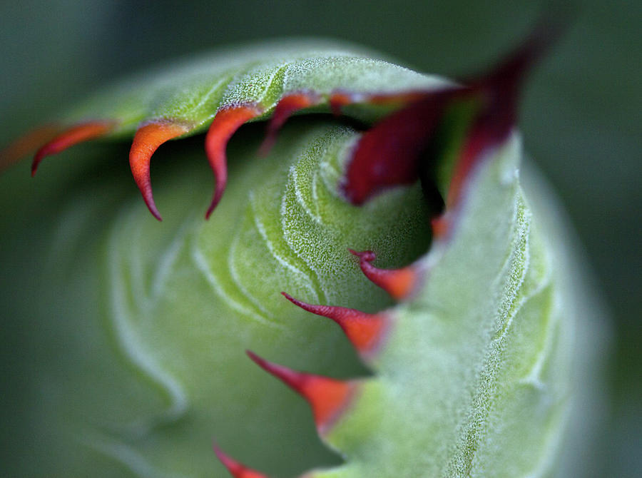 Succulent Cactus Bud Photograph by John K. Goodman