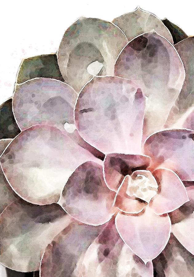 Still Life Photograph - Succulent Close-up by 1x Studio Ii