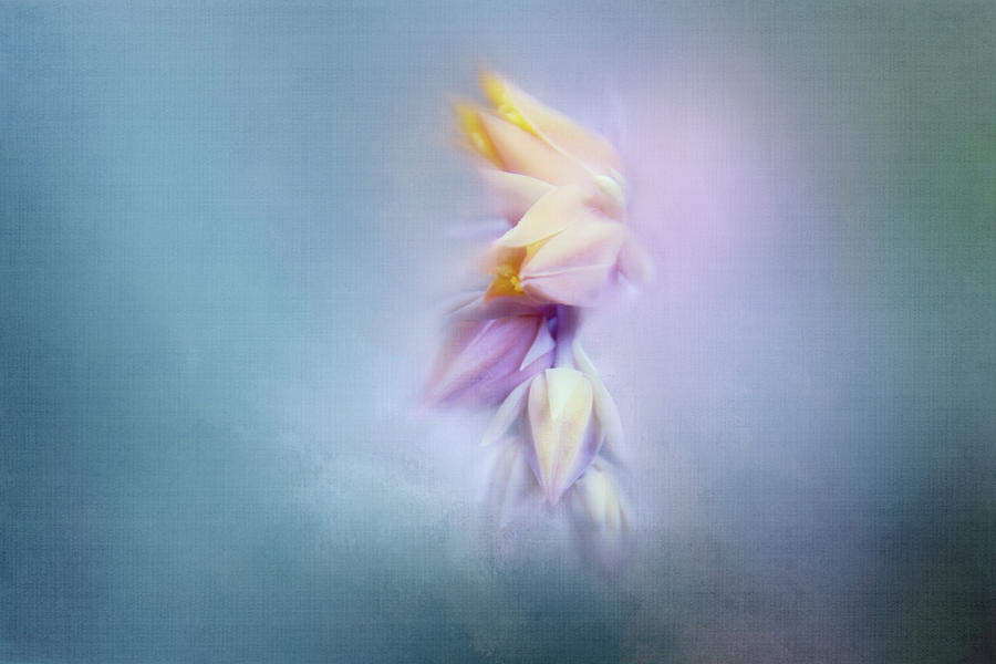Succulent Flower Digital Art by Terry Davis