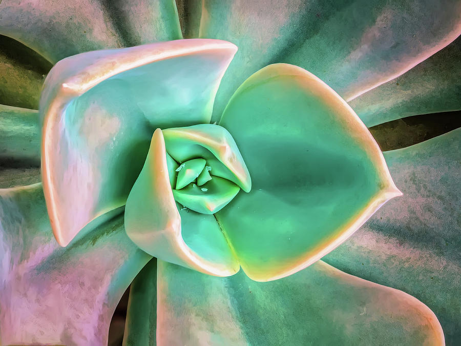 Succulent From Above Photograph