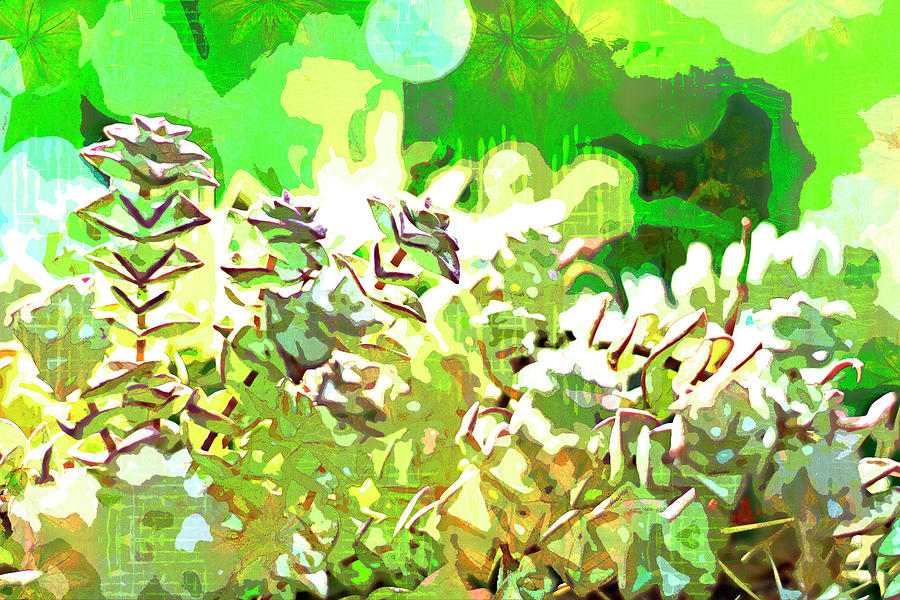 Succulent garden 2 by Jocelyn Friis Succulent garden 2 by Jocelyn Friis