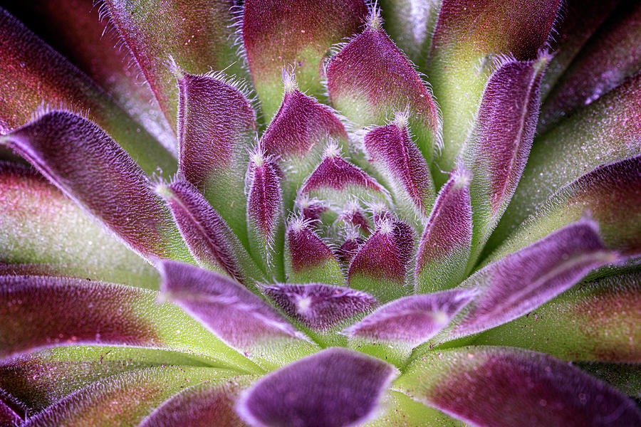 Succulent I Photograph by Lily Malor
