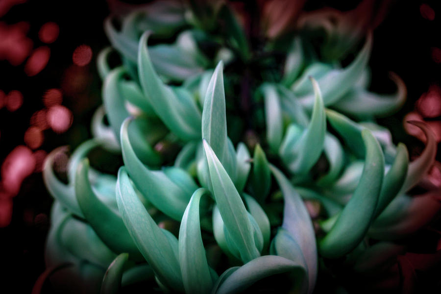 Succulent III Photograph by Lily Malor