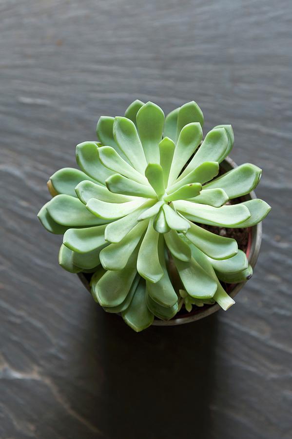 Succulent In A Pot Viewed From Above Photograph by Anthony Lanneretonne
