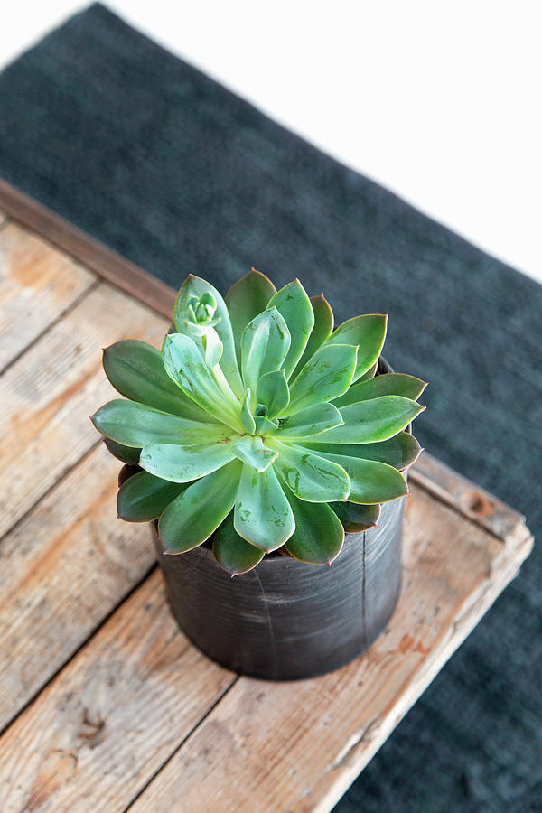 Succulent In Cache Pot On Wooden Table Photograph by Syl Loves