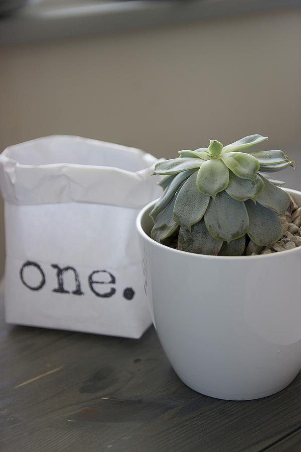 Succulent In White China Pot Next To Printed Paper Bag Photograph by Astrid Algermissen