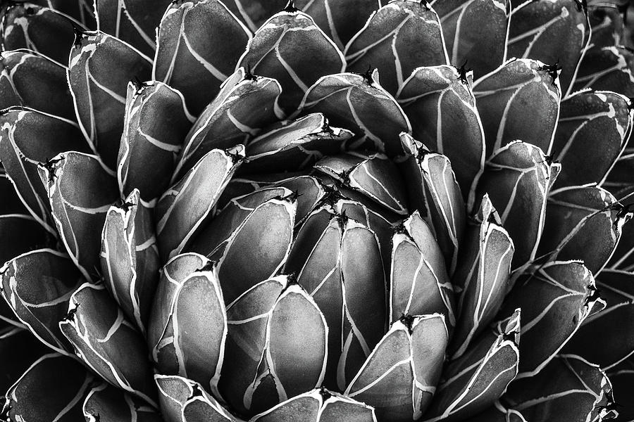 Succulent Leaves by Juliana Swenson Succulent Leaves by Juliana Swenson