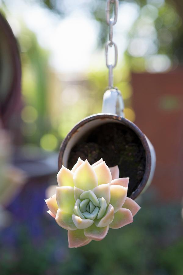 Succulent Planted In Suspended Cup Photograph by Great Stock!