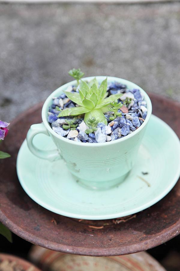 Succulent Plantes In Pale Turquoise Teacup Mulched With Blue Stones Photograph by Great Stock!