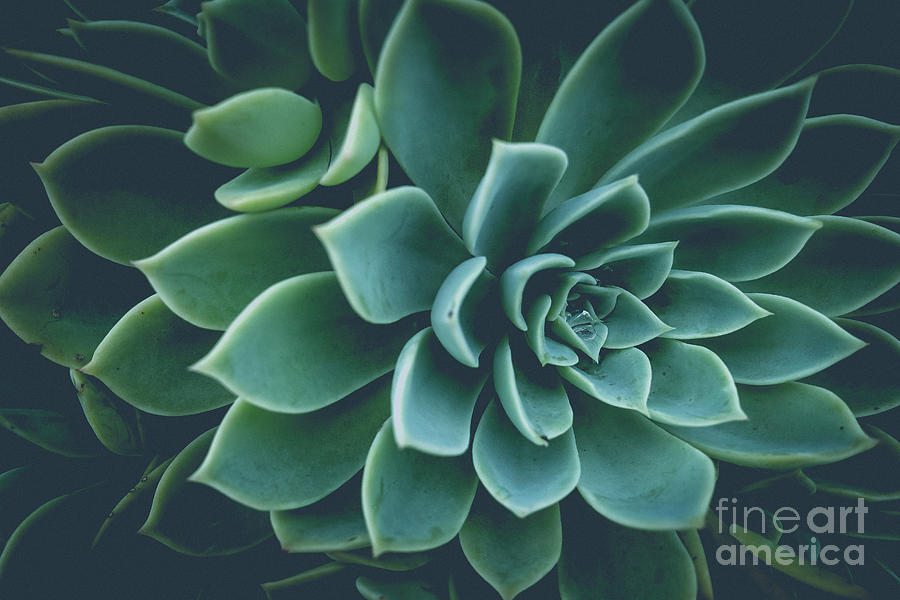 Succulent Plants Film Fade Photograph by Edward Fielding