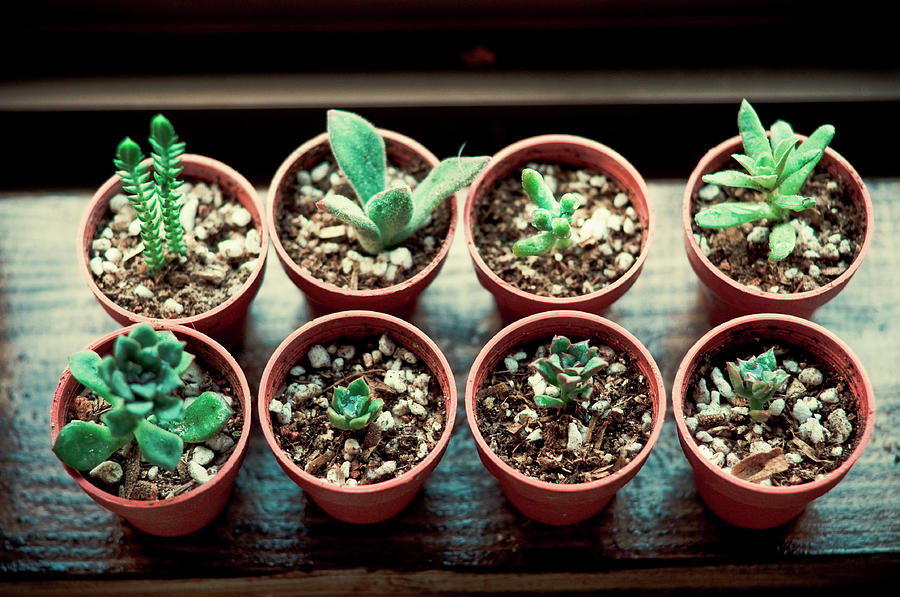 Succulent Plants Photograph by Tokoro Succulent Plants Photograph by Tokoro