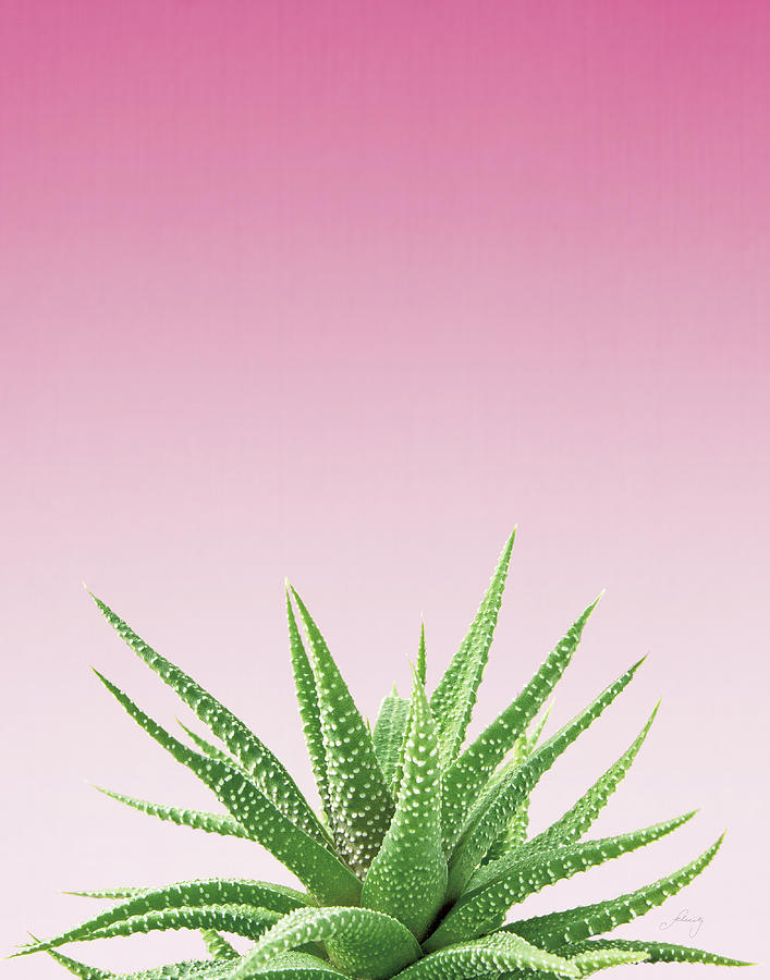 Aloe Photograph - Succulent Simplicity I Pink Ombre Crop by Felicity Bradley