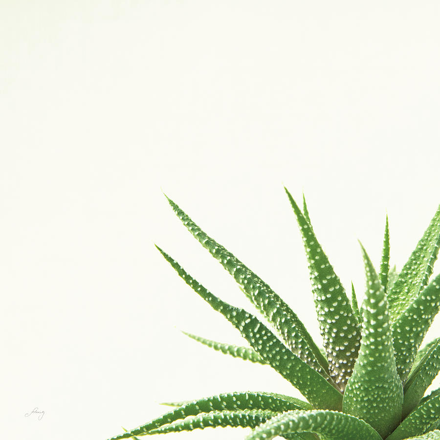 Aloe Photograph - Succulent Simplicity II Neutral by Felicity Bradley