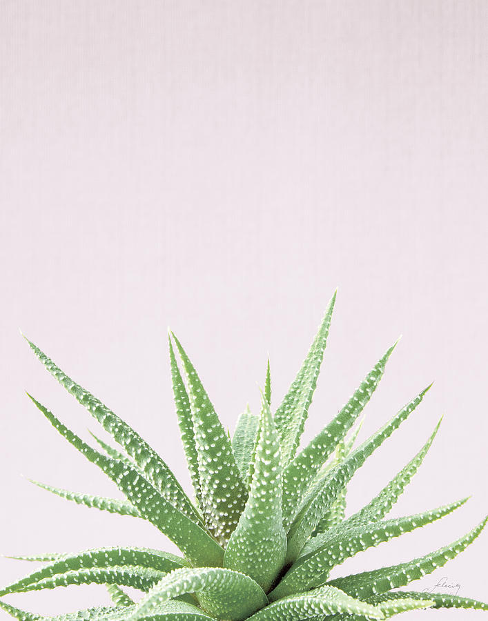 Aloe Photograph - Succulent Simplicity Soft I Crop by Felicity Bradley