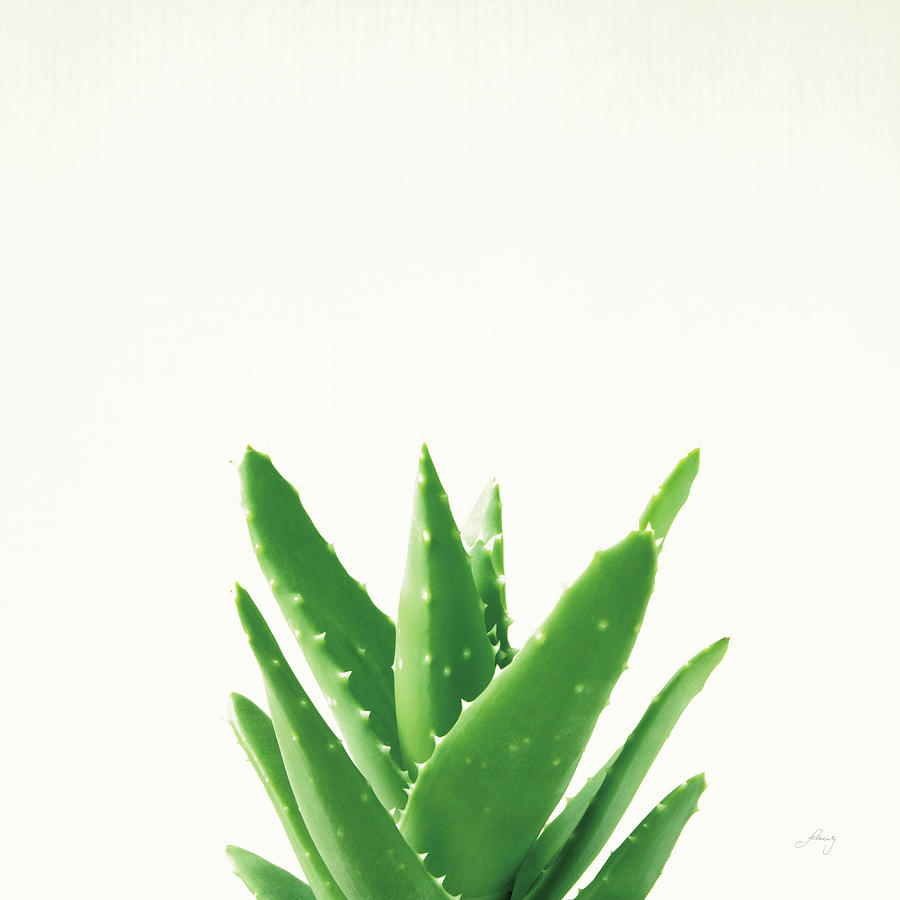 Aloe Photograph - Succulent Simplicity V Neutral by Felicity Bradley