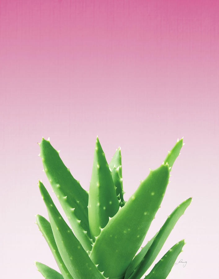 Aloe Photograph - Succulent Simplicity V Pink Ombre Crop by Felicity Bradley