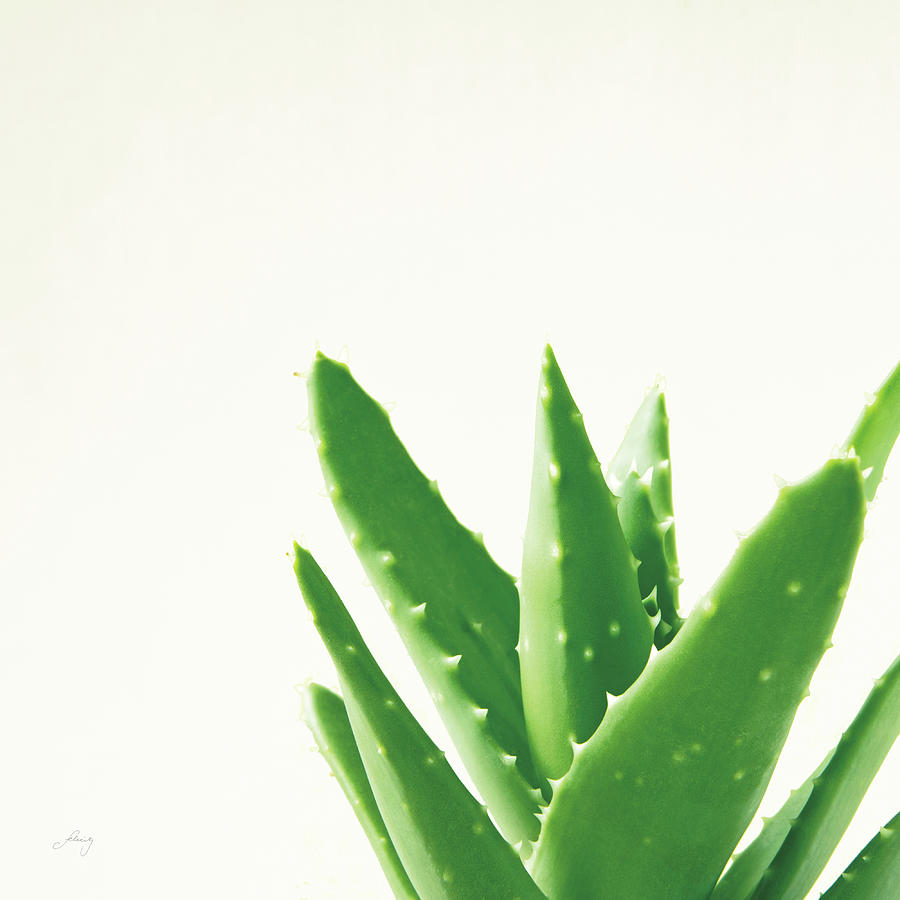 Aloe Photograph - Succulent Simplicity Vi Neutral by Felicity Bradley