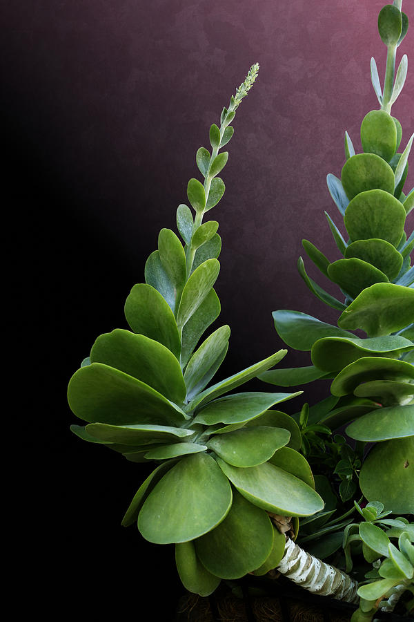 Succulent Spear by Debi Dalio Succulent Spear by Debi Dalio