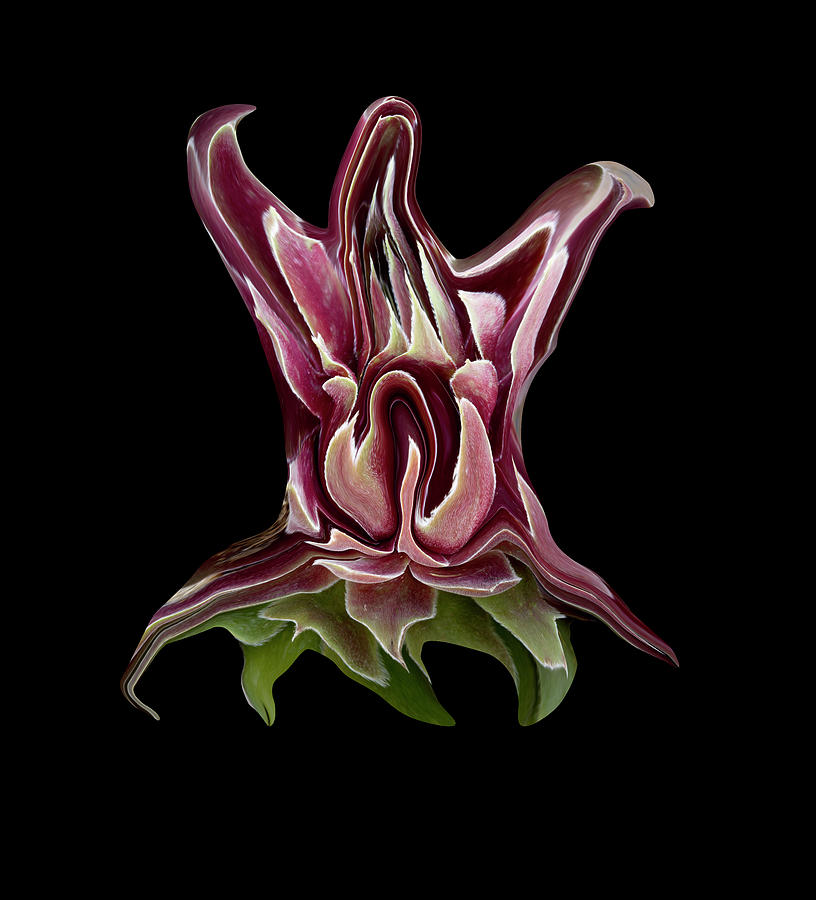 Succulent Spectre Digital Art by Robert Woodward