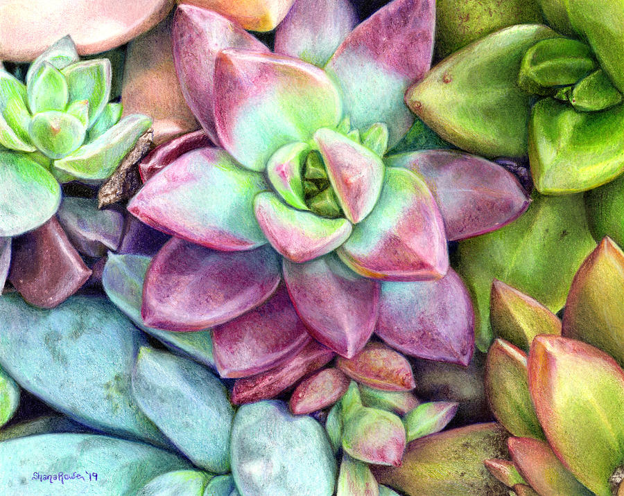 Succulent Succulents Drawing by Shana Rowe Jackson