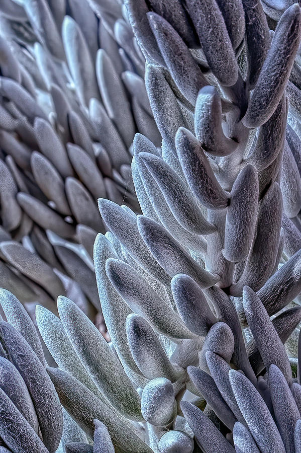 Succulent Texture Photograph by Richard Goldman