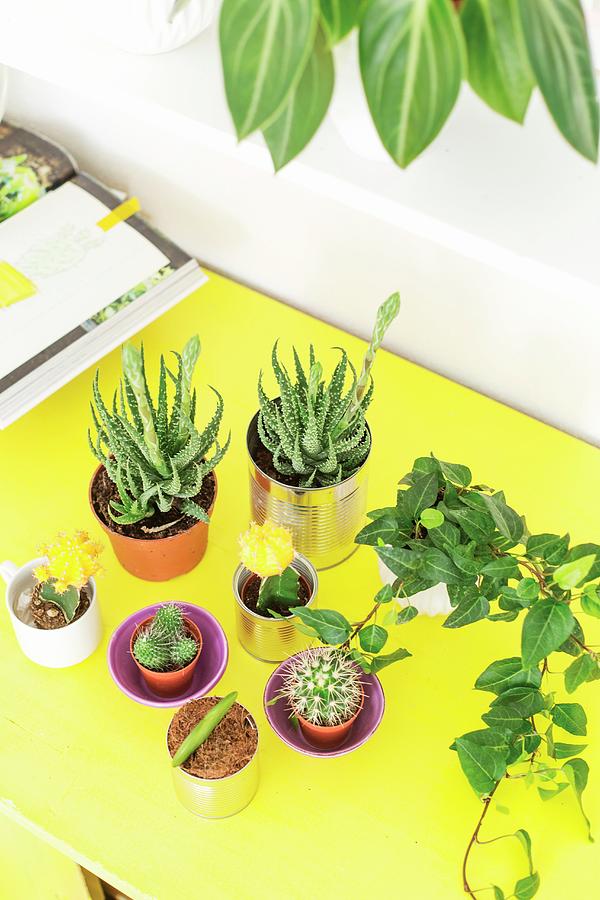 Succulents And Cacti On Yellow Table Photograph by Syl Loves