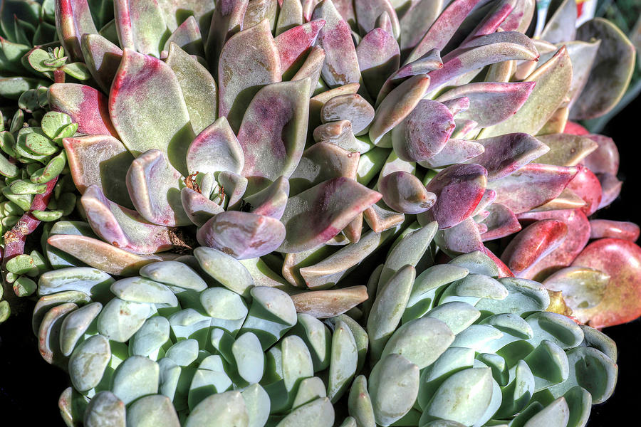 Succulents Photograph by Donna Kennedy