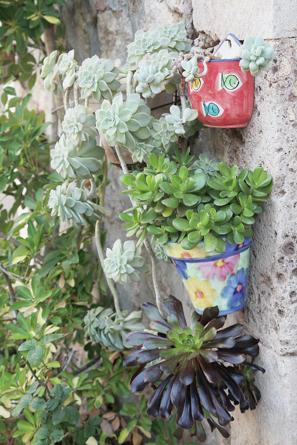 Succulents In Pots Mounted On Wall Photograph by Sonja Zelano