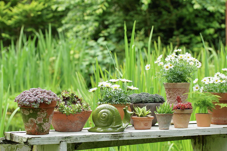 Succulents, Ox-eye Daisies And Asparagus Fern In Pots On Garden Table Photograph by Angelica Linnhoff