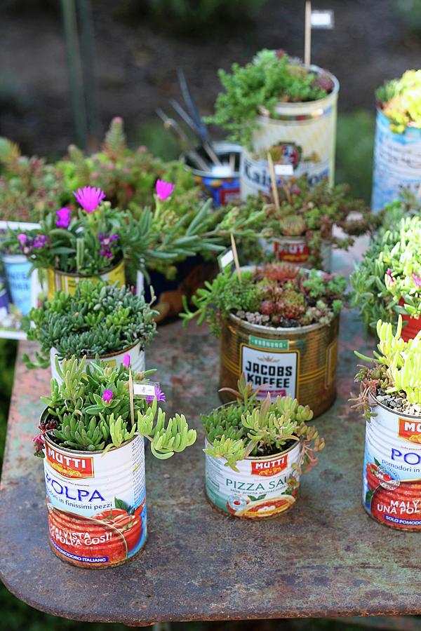 Succulents Planted In Old Tin Cans Photograph by Alexandra Panella