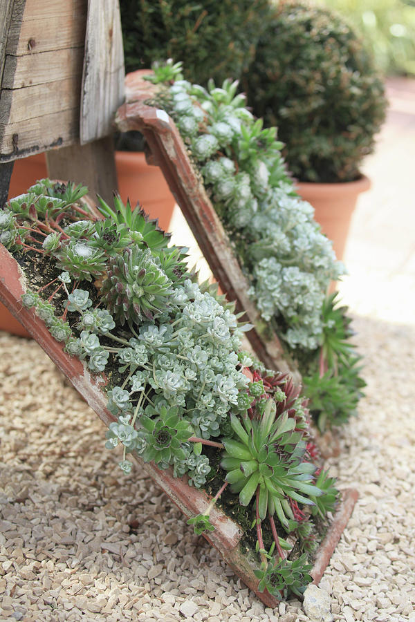 Succulents Planted In Roof Tiles Photograph by Sonja Zelano
