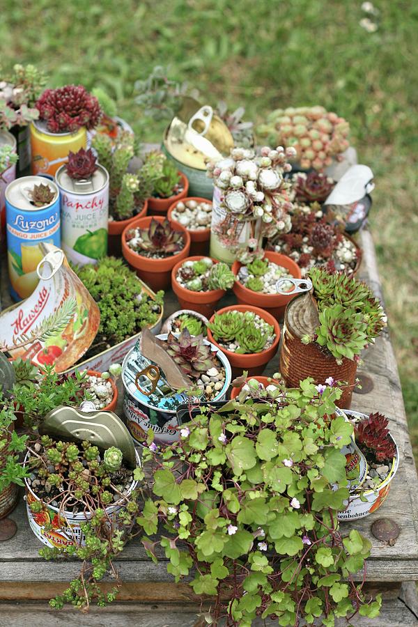 Succulents Planted In Tin Cans On Old Wooden Table Photograph by Alexandra Panella