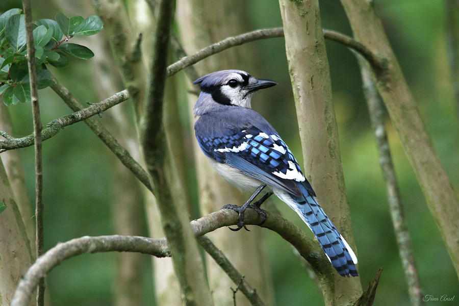 Such a Pretty Blue Jay Photograph by Trina Ansel