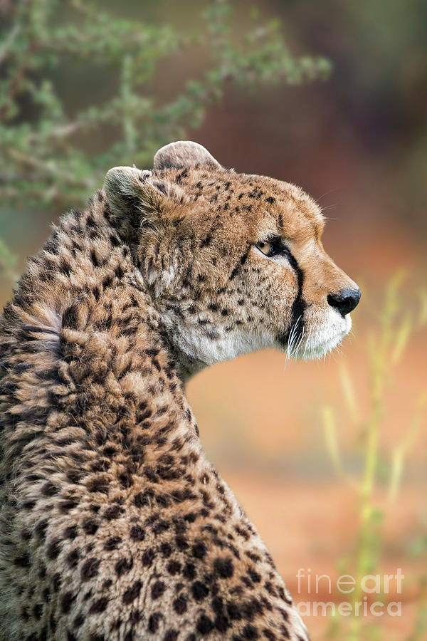 Sudan Cheetah Photograph by Arterra Picture Library
