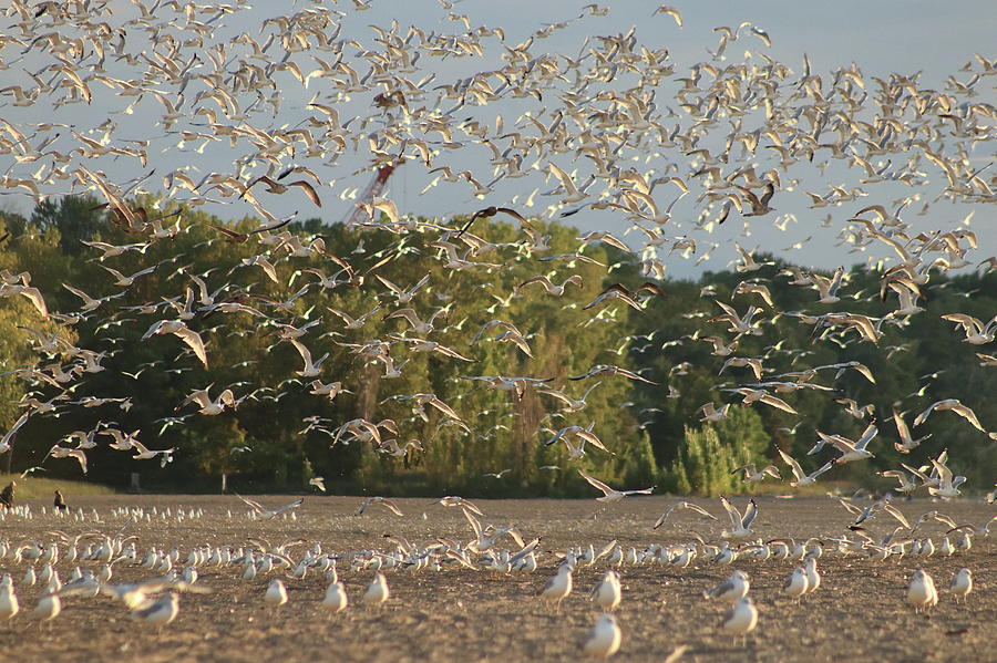 Sudden Mass Flight of Gulls Photograph by Bruce Patrick Smith