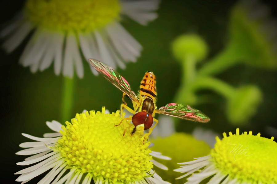 Sugar Bee Wings Photograph by Meta Gatschenberger