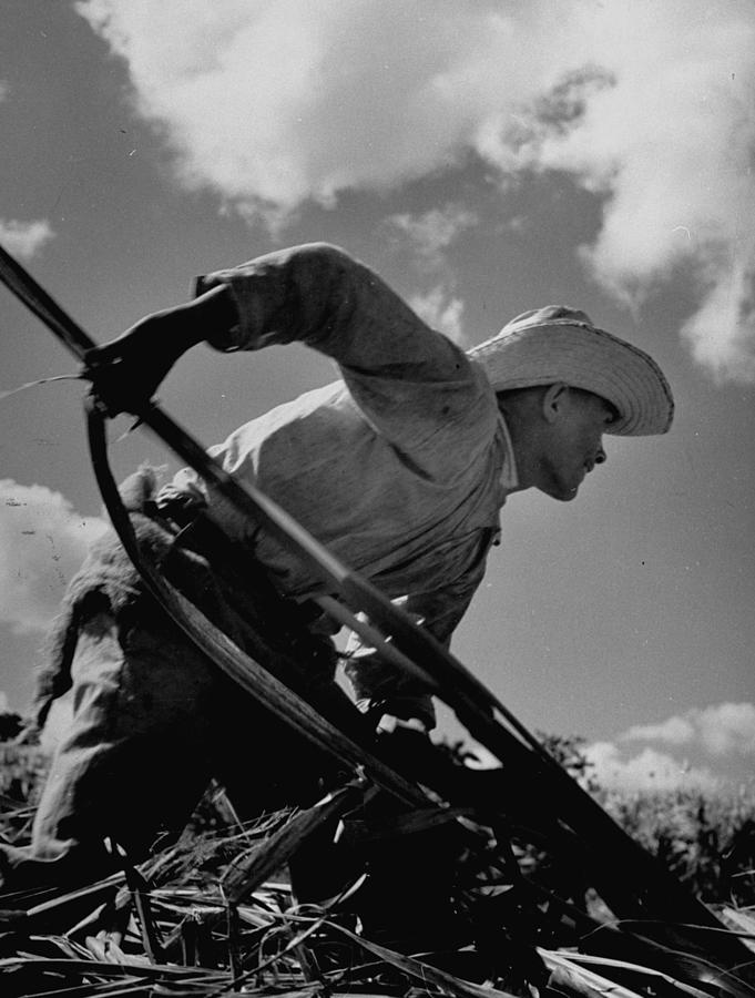 Sugar Cane Farmer Working In The Fields By Hansel Mieth