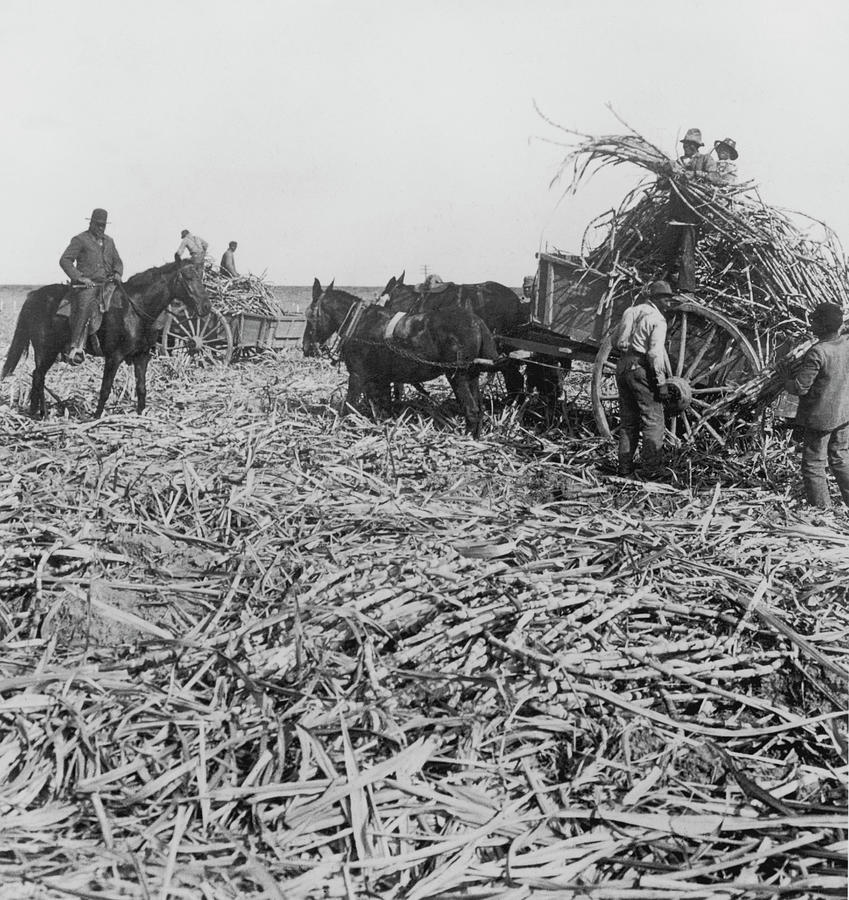Sugar Cane Near New Orleans Photograph by Archive Photos