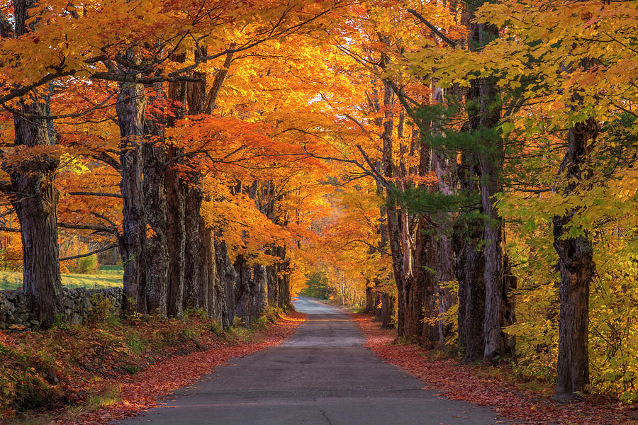 Sugar Hill Autumn Maple Road Photograph by Chris Whiton