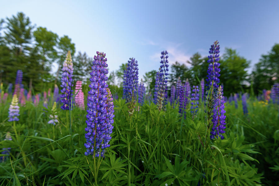 Sugar Hill Lupines II by Jesse MacDonald Sugar Hill Lupines II by Jesse MacDonald