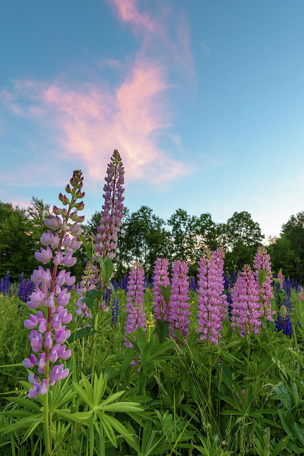 Flower Photograph - Sugar Hill Lupines by Jesse MacDonald