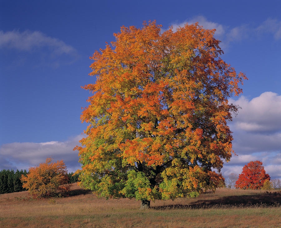 Sugar Maple In Autumn Colours  Acer Photograph by Nhpa