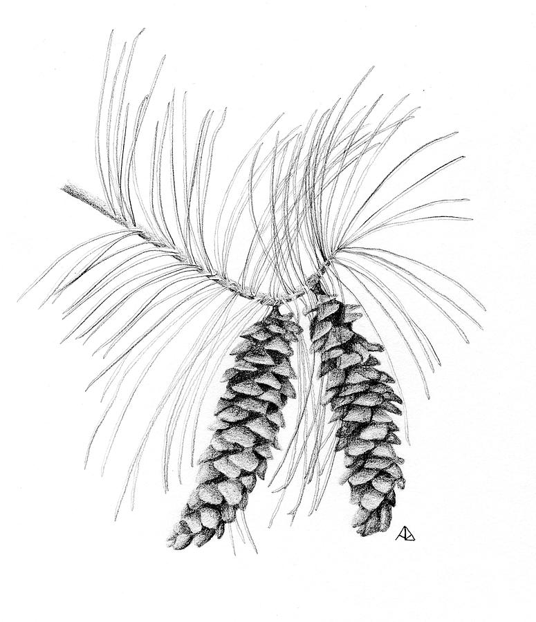 Sugar Pine Cones Drawing By Ann Brantingham