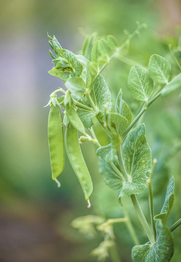 Sugar Snap Peas In A Garden Photograph by Nils Melzer