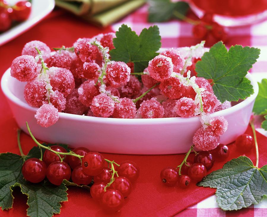 Sugared Redcurrants In White Dish Photograph by Friedrich Strauss